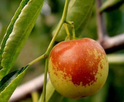 盛泰組織一場(chǎng) 魅力棗游 給您心情放個(gè)假