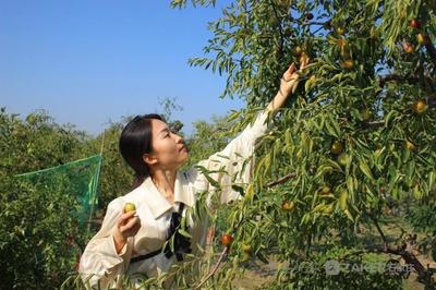 迎佳節(jié)慶豐收 黃驊冬棗開園采摘活動(dòng)開幕