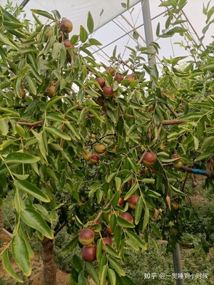 哪里的冬棗最好?山東沾化、河北黃驊、陜西大荔,還是山西、新疆江西或其他地方?