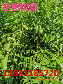 冬棗棗樹苗多少錢一棵