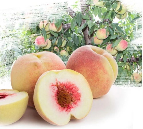 冬天的桃子和棗子,哪個是你的心頭好