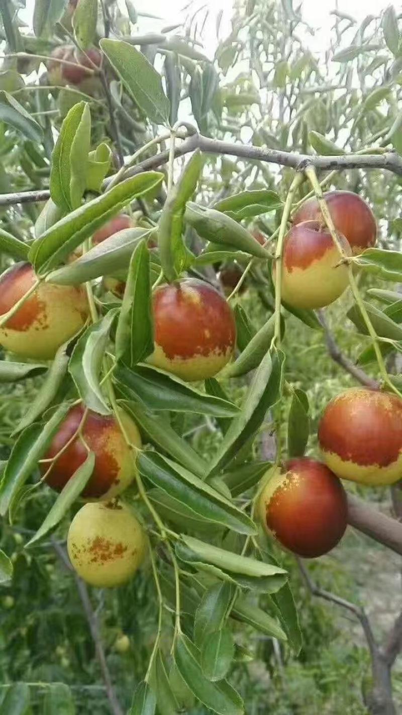 滄州黃驊冬棗 一口咬下，滿嘴的清甜與實(shí)力