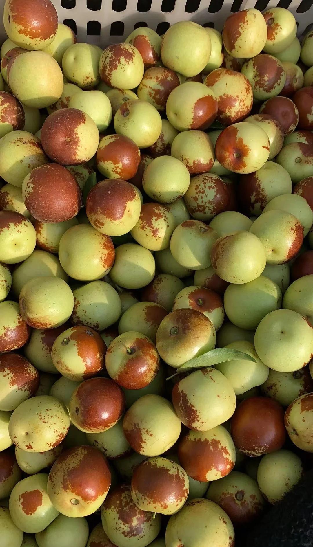 黃驊冬棗鮮到爆！舌尖速遞，領(lǐng)略冰甜脆爽的秋日珍饈